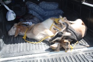 4 Vias les chèvres embarquent pour Uribia